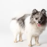 Fredrick, a male Pomeranian for sale in Joplin, MO – Photo 3 of 7