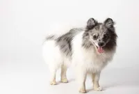 Fredrick, a male Pomeranian for sale in Joplin, MO – Photo 3 of 7