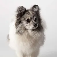 Fredrick, a male Pomeranian for sale in Joplin, MO – Photo 7 of 7