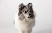 Fredrick, a male Pomeranian for sale in Joplin, MO – Photo 7 of 7