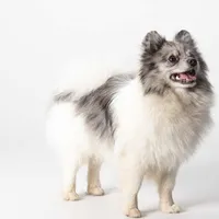 Fredrick, a male Pomeranian for sale in Joplin, MO – Photo 4 of 7