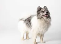 Fredrick, a male Pomeranian for sale in Joplin, MO – Photo 4 of 7