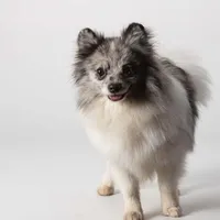 Fredrick, a male Pomeranian for sale in Joplin, MO – Photo 6 of 7