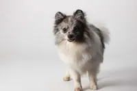 Fredrick, a male Pomeranian for sale in Joplin, MO – Photo 6 of 7