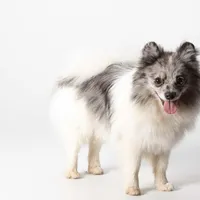 Fredrick, a male Pomeranian for sale in Joplin, MO – Photo 2 of 7