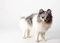 Fredrick, a male Pomeranian for sale in Joplin, MO – Photo 2 of 7