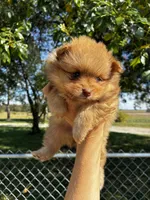 Monroe , a female Pomeranian for sale in Joplin, MO – 2 of 5