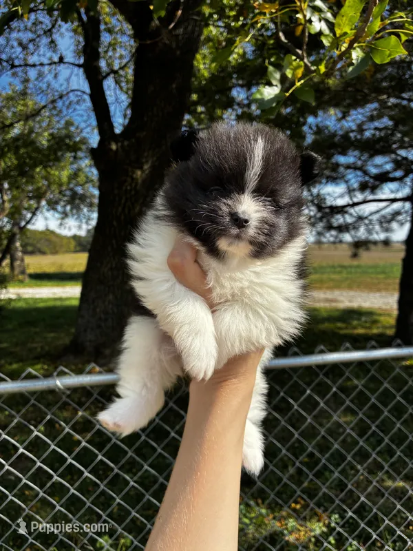Audrey – Pomeranian puppy for sale in Joplin, MO