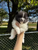 Audrey, a female Pomeranian for sale in Joplin, MO – 1 of 5
