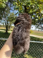 Elvis, a male Pomeranian for sale in Joplin, MO – 5 of 5