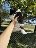 Marilyn, a female Pomeranian for sale in Joplin, MO – 4 of 5