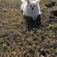 Giselle , a female Pomeranian for sale in Joplin, MO – Photo 4 of 10