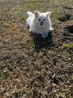 Giselle , a female Pomeranian for sale in Joplin, MO – Photo 4 of 10