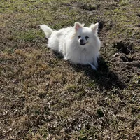 Giselle , a female Pomeranian for sale in Joplin, MO – Photo 6 of 10