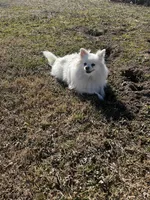 Giselle , a female Pomeranian for sale in Joplin, MO – Photo 6 of 10