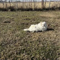 Giselle , a female Pomeranian for sale in Joplin, MO – Photo 9 of 10