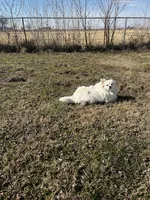 Giselle , a female Pomeranian for sale in Joplin, MO – Photo 9 of 10