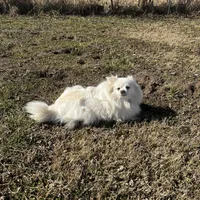 Giselle , a female Pomeranian for sale in Joplin, MO – Photo 7 of 10