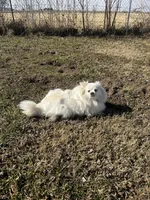Giselle , a female Pomeranian for sale in Joplin, MO – Photo 7 of 10