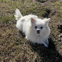 Giselle , a female Pomeranian for sale in Joplin, MO – Photo 3 of 10