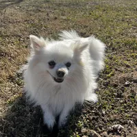 Giselle , a female Pomeranian for sale in Joplin, MO – Photo 1 of 10