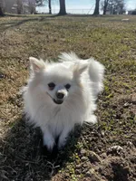 Giselle , a female Pomeranian for sale in Joplin, MO – Photo 1 of 10