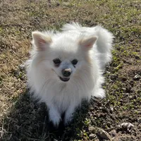 Giselle , a female Pomeranian for sale in Joplin, MO – Photo 2 of 10
