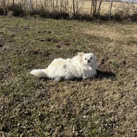 Giselle , a female Pomeranian for sale in Joplin, MO – Photo 8 of 10