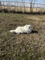 Giselle , a female Pomeranian for sale in Joplin, MO – Photo 8 of 10