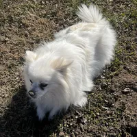 Giselle , a female Pomeranian for sale in Joplin, MO – Photo 10 of 10
