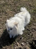 Giselle , a female Pomeranian for sale in Joplin, MO – Photo 10 of 10