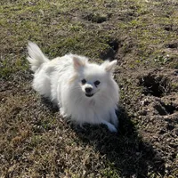 Giselle , a female Pomeranian for sale in Joplin, MO – Photo 5 of 10