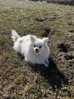 Giselle , a female Pomeranian for sale in Joplin, MO – Photo 5 of 10