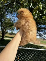 Sinatra, a male Pomeranian for sale in Joplin, MO – 5 of 6