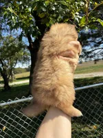 Monroe , a female Pomeranian for sale in Joplin, MO – 4 of 5