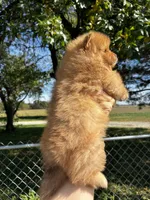 Sinatra, a male Pomeranian for sale in Joplin, MO – 6 of 6