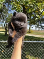 Elvis, a male Pomeranian for sale in Joplin, MO – 2 of 5