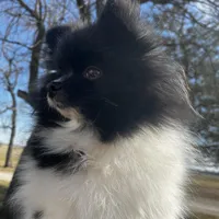 Gracie , a female Pomeranian for sale in Joplin, MO – Photo 7 of 10