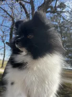 Gracie , a female Pomeranian for sale in Joplin, MO – Photo 7 of 10