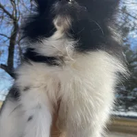 Gracie , a female Pomeranian for sale in Joplin, MO – Photo 2 of 10