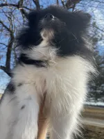 Gracie , a female Pomeranian for sale in Joplin, MO – Photo 2 of 10