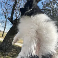 Gracie , a female Pomeranian for sale in Joplin, MO – Photo 9 of 10