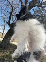 Gracie , a female Pomeranian for sale in Joplin, MO – Photo 9 of 10