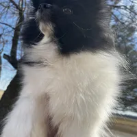 Gracie , a female Pomeranian for sale in Joplin, MO – Photo 3 of 10