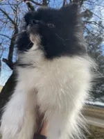 Gracie , a female Pomeranian for sale in Joplin, MO – Photo 3 of 10