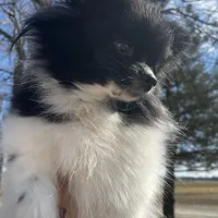 Gracie , a female Pomeranian for sale in Joplin, MO – Photo 6 of 10