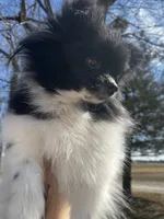 Gracie , a female Pomeranian for sale in Joplin, MO – Photo 6 of 10