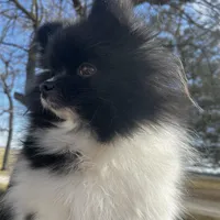 Gracie , a female Pomeranian for sale in Joplin, MO – Photo 8 of 10