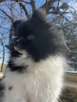 Gracie , a female Pomeranian for sale in Joplin, MO – Photo 8 of 10
