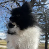 Gracie , a female Pomeranian for sale in Joplin, MO – Photo 1 of 10